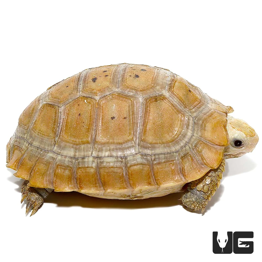 Baby Elongated Tortoise - Image 3
