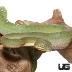 Baby Green Emerald Tree Boa