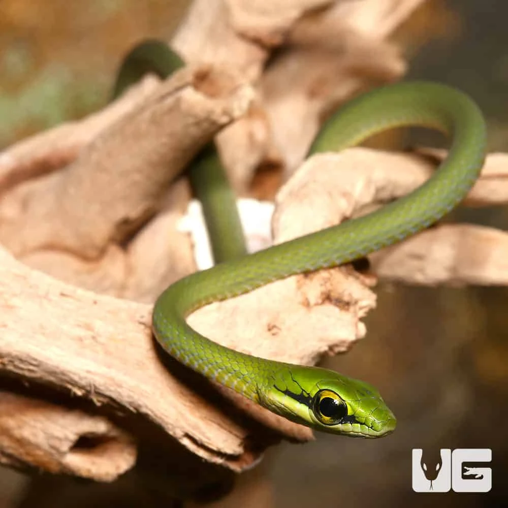 C.B. Baby African Emerald Tree Snake