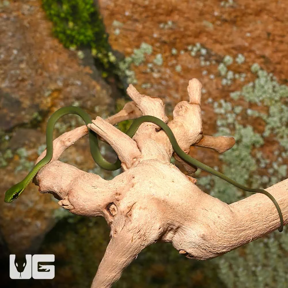 C.B. Baby African Emerald Tree Snake - Image 2