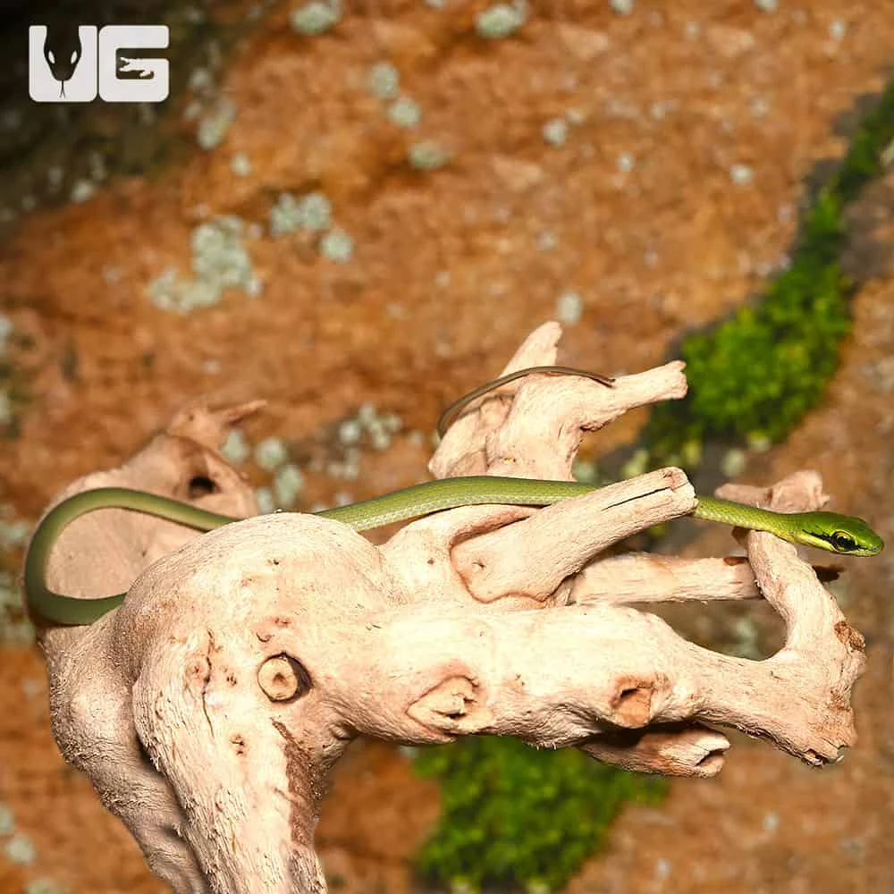 C.B. Baby African Emerald Tree Snake - Image 3