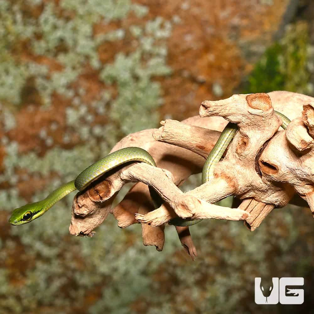 C.B. Baby African Emerald Tree Snake - Image 4