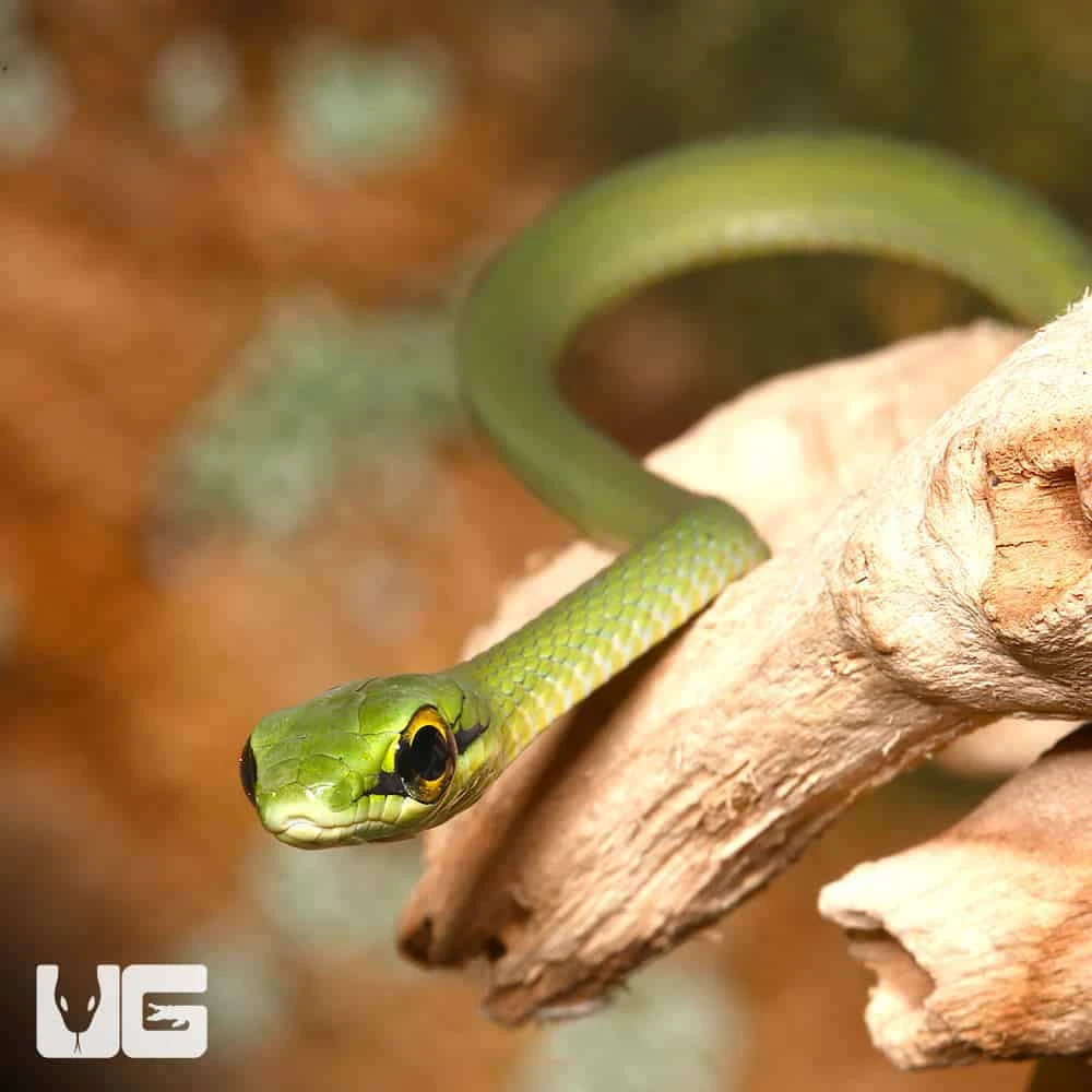 C.B. Baby African Emerald Tree Snake - Image 5