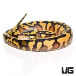 Baby Female Firefly Yellowbelly Ball Python