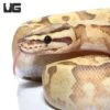 Adult Female Leopard Enchi Disco Ball Python #A19