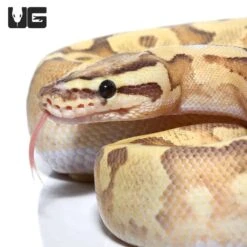 Adult Female Leopard Enchi Disco Ball Python #A19