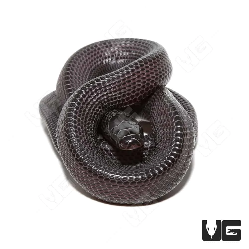C.B. Baby West African File Snake - Image 3