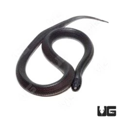 C.B. Baby West African File Snake
