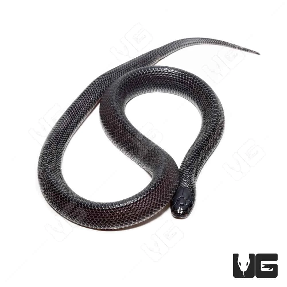 C.B. Baby West African File Snake