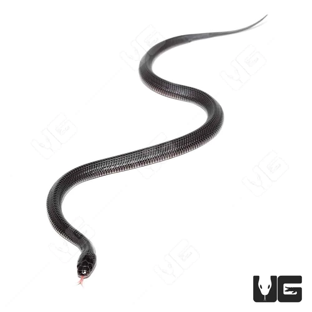 C.B. Baby West African File Snake - Image 4