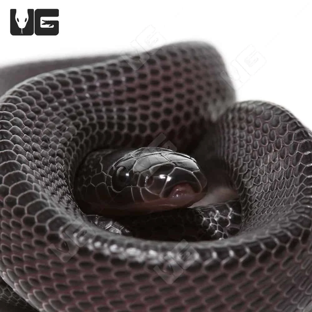 C.B. Baby West African File Snake - Image 2