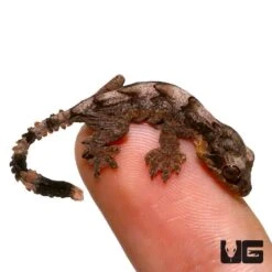Baby Flying Gecko