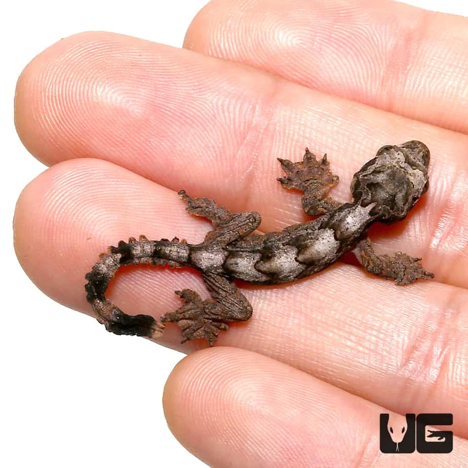 Baby Flying Gecko - Image 2