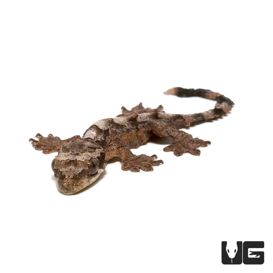 Baby Flying Gecko - Image 3