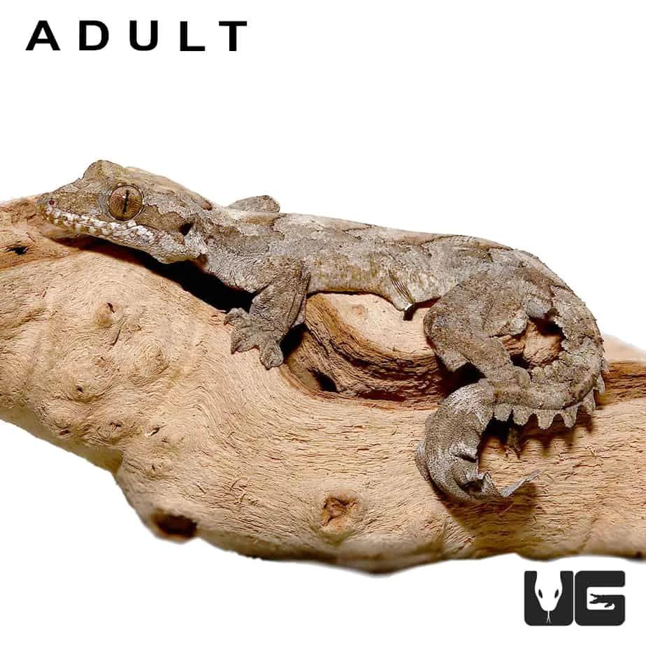 Baby Flying Gecko - Image 5