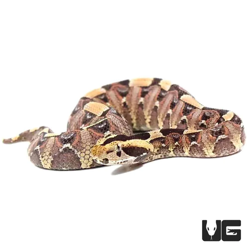 Baby Gabino Vipers - Image 4