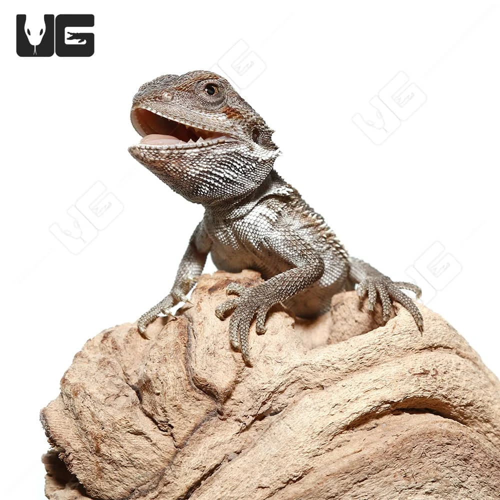 Baby Genetic Stripe Bearded Dragon (4 β 5β³) - Image 2