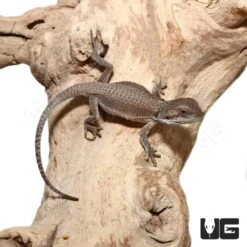 Baby Genetic Stripe Bearded Dragon (4 – 5″)