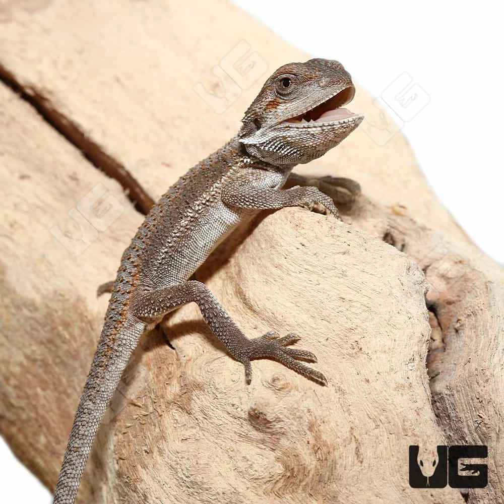 Baby Genetic Stripe Bearded Dragon (4 β 5β³) - Image 4