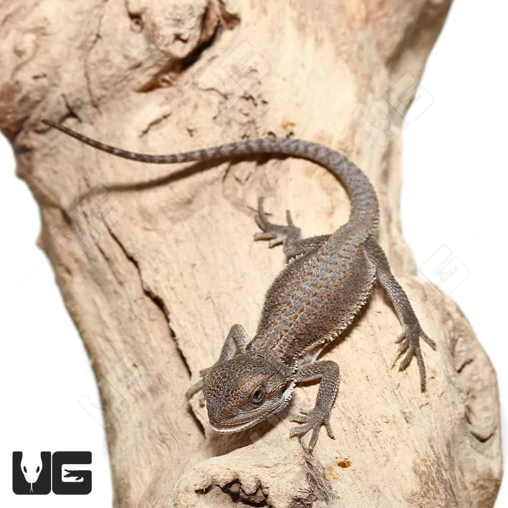 Baby Genetic Stripe Bearded Dragon (4 β 5β³) - Image 3