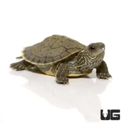 Baby Geographic Map Turtle