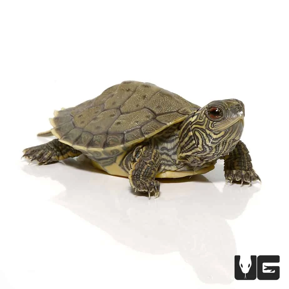 Baby Geographic Map Turtle