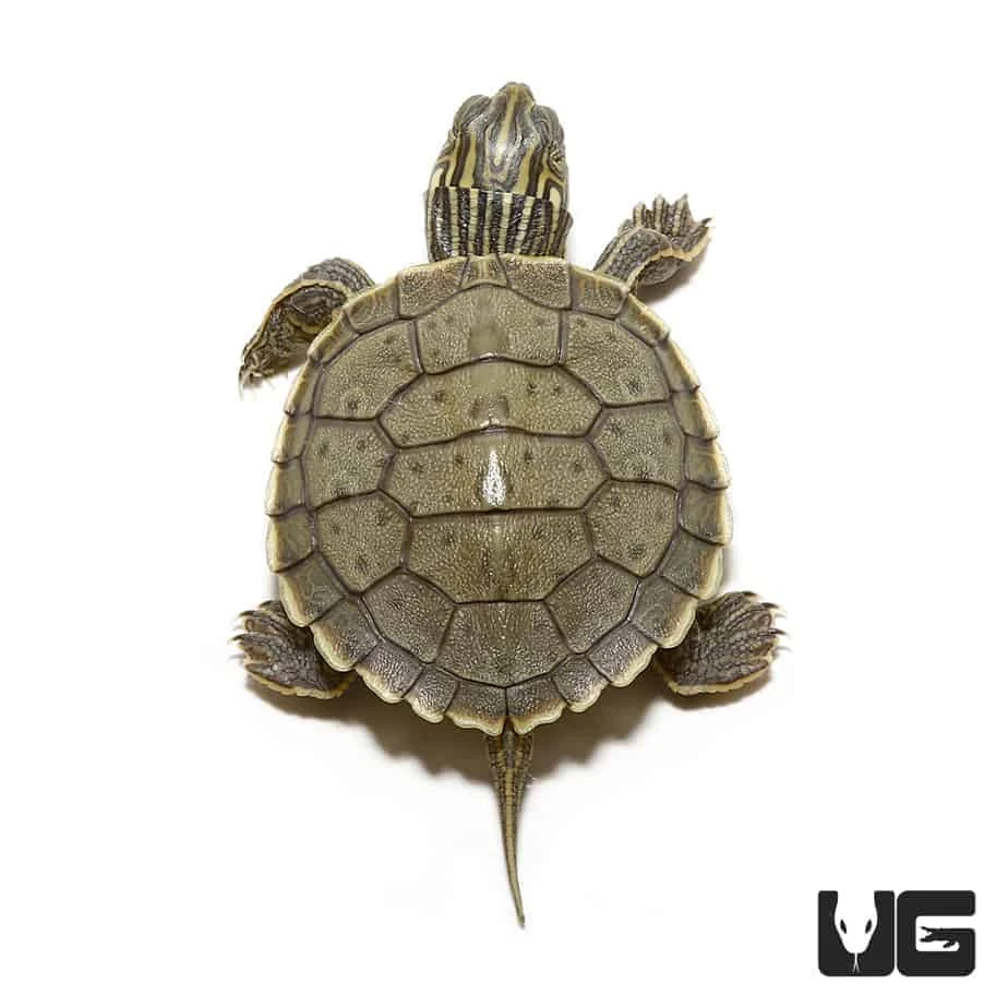 Baby Geographic Map Turtle - Image 2