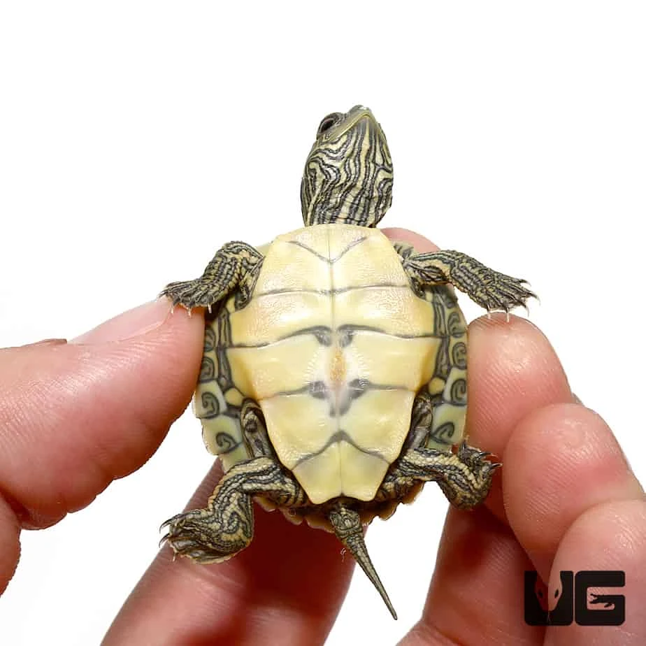 Baby Geographic Map Turtle - Image 3