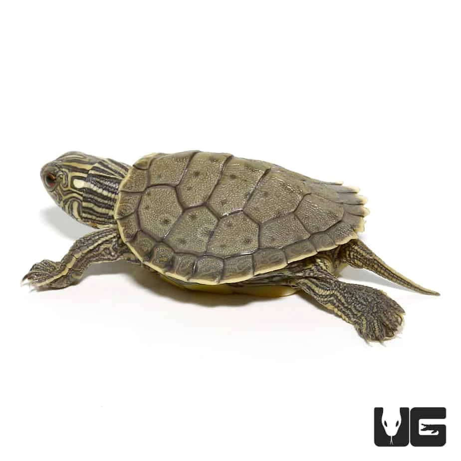 Baby Geographic Map Turtle - Image 4