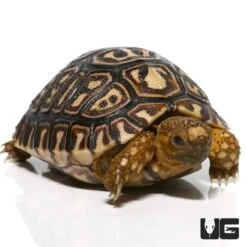 Baby Giant South African Leopard Tortoise