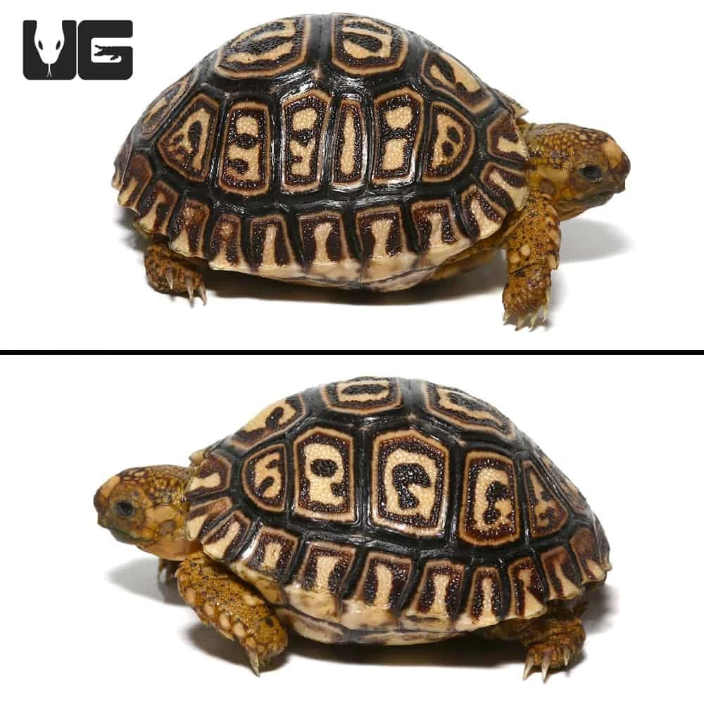 Baby Giant South African Leopard Tortoise - Image 4