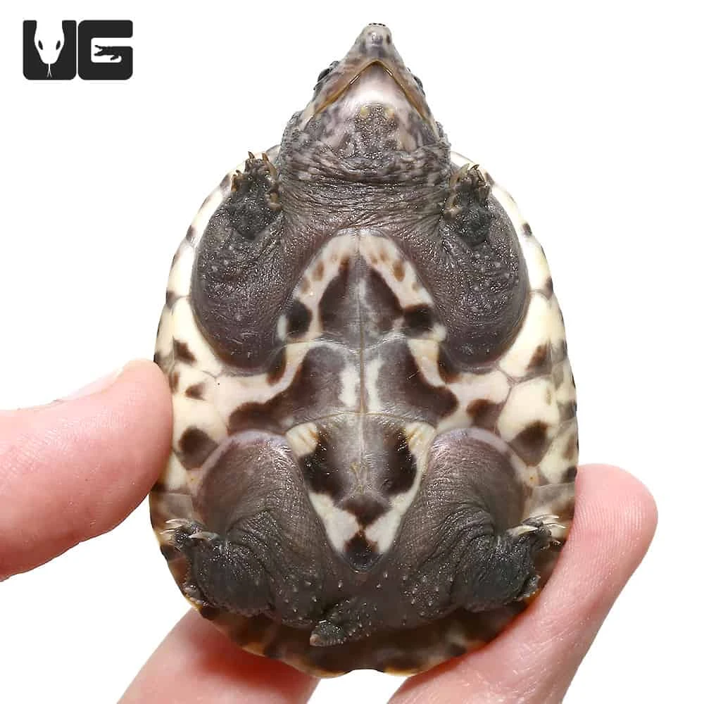 Baby Giant Mexican Musk Turtle - Image 3