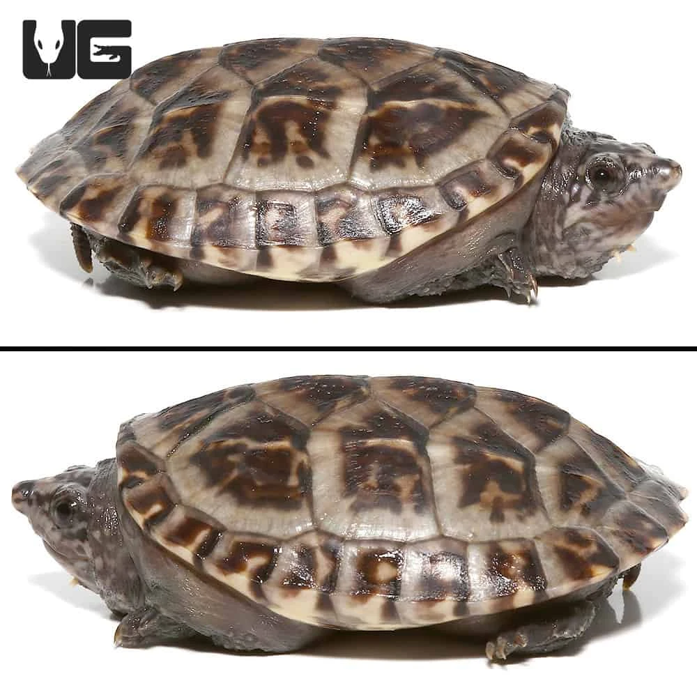 Baby Giant Mexican Musk Turtle - Image 4