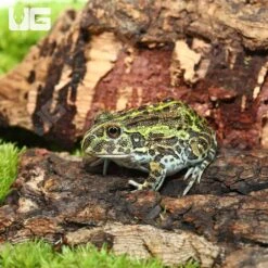 Baby Giant Pixie Frog