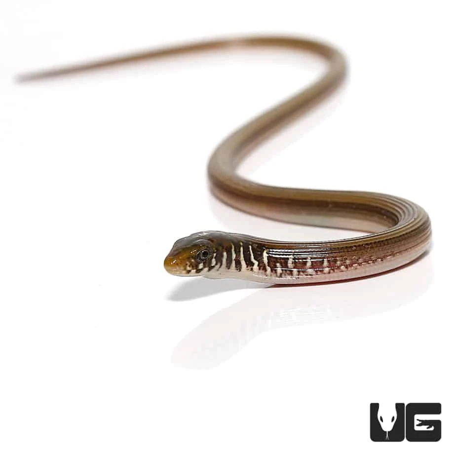 Baby Eastern Legless Lizard
