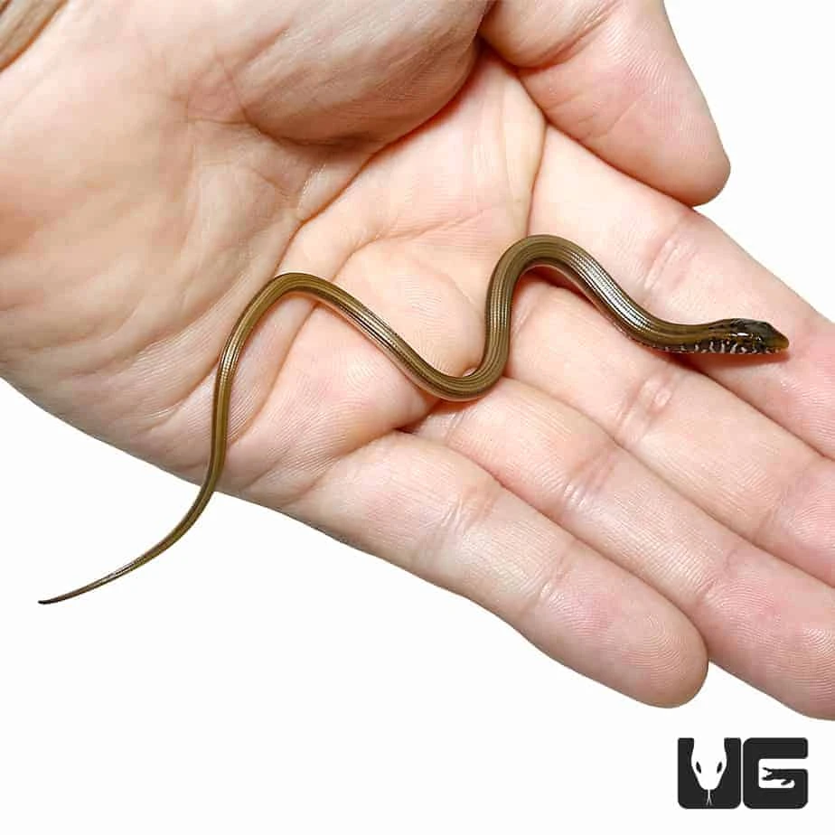 Baby Eastern Legless Lizard - Image 2