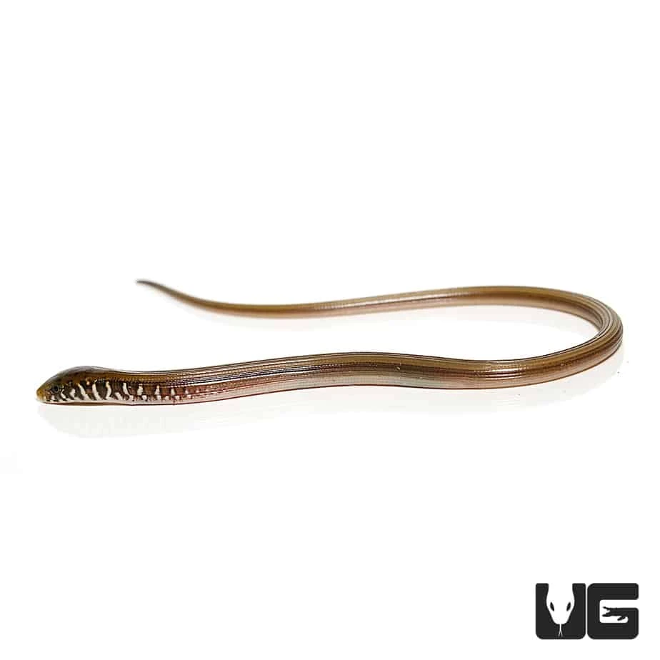 Baby Eastern Legless Lizard - Image 3