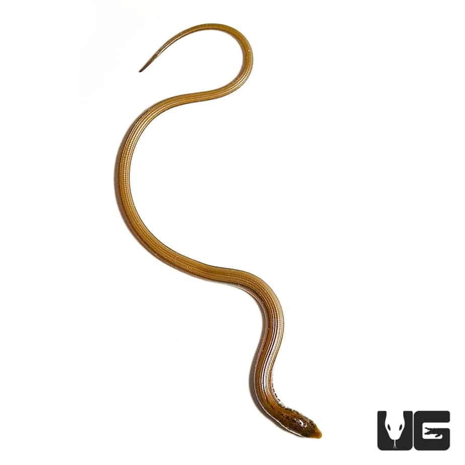 Baby Eastern Legless Lizard - Image 4