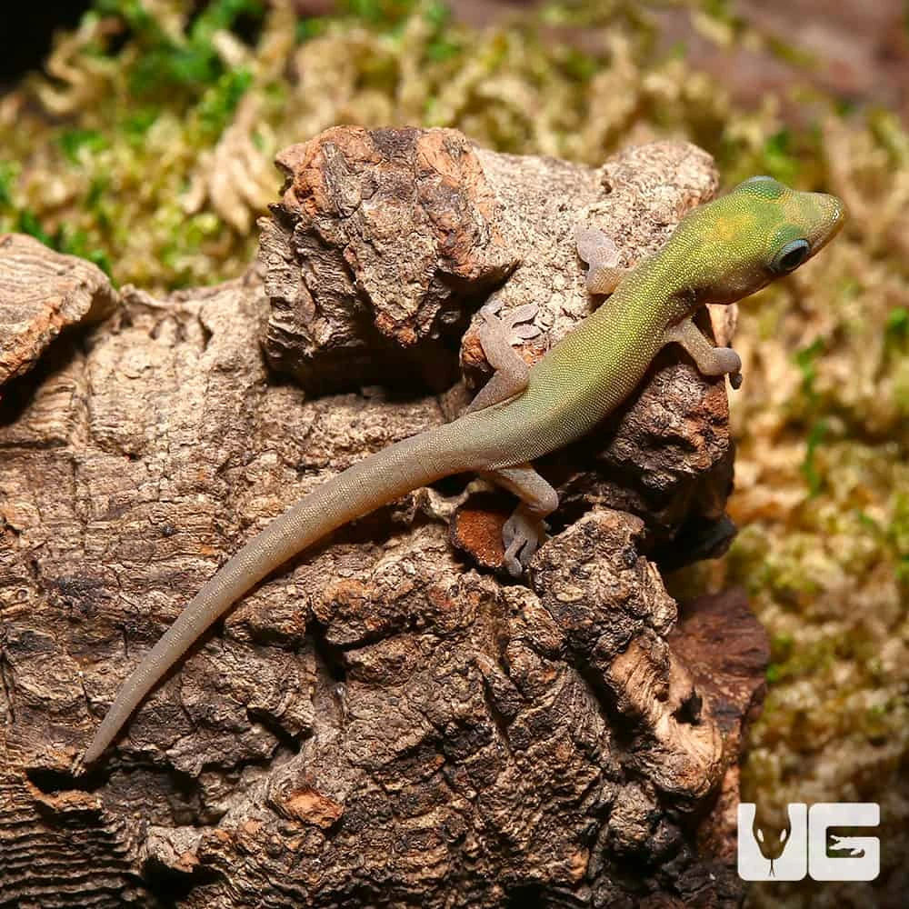 Baby Gold Dust Day Gecko - Image 2
