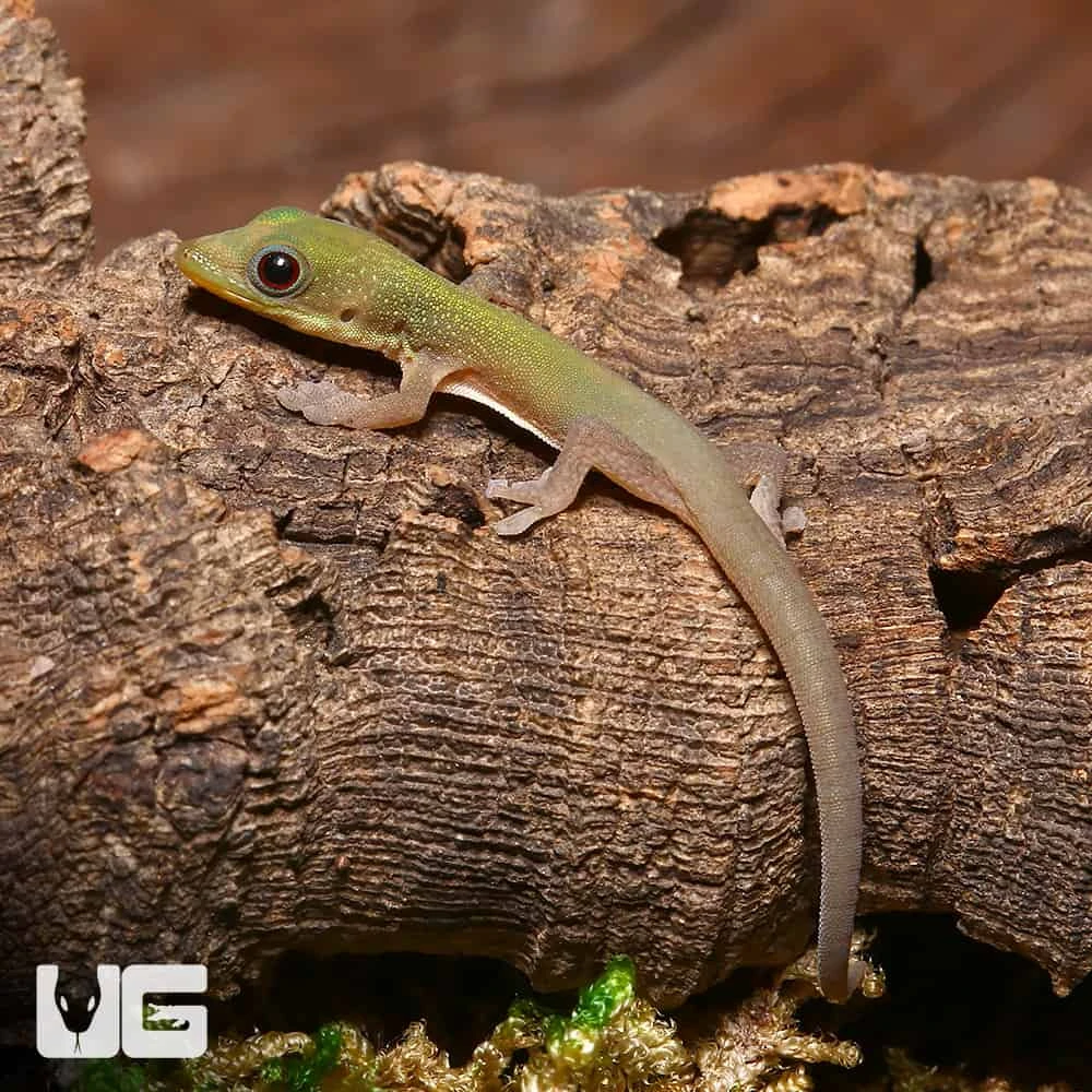 Baby Gold Dust Day Gecko - Image 3