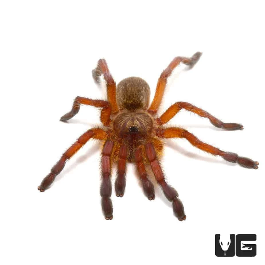 Golden Blue Leg Baboon Tarantula (.5 – .75”)