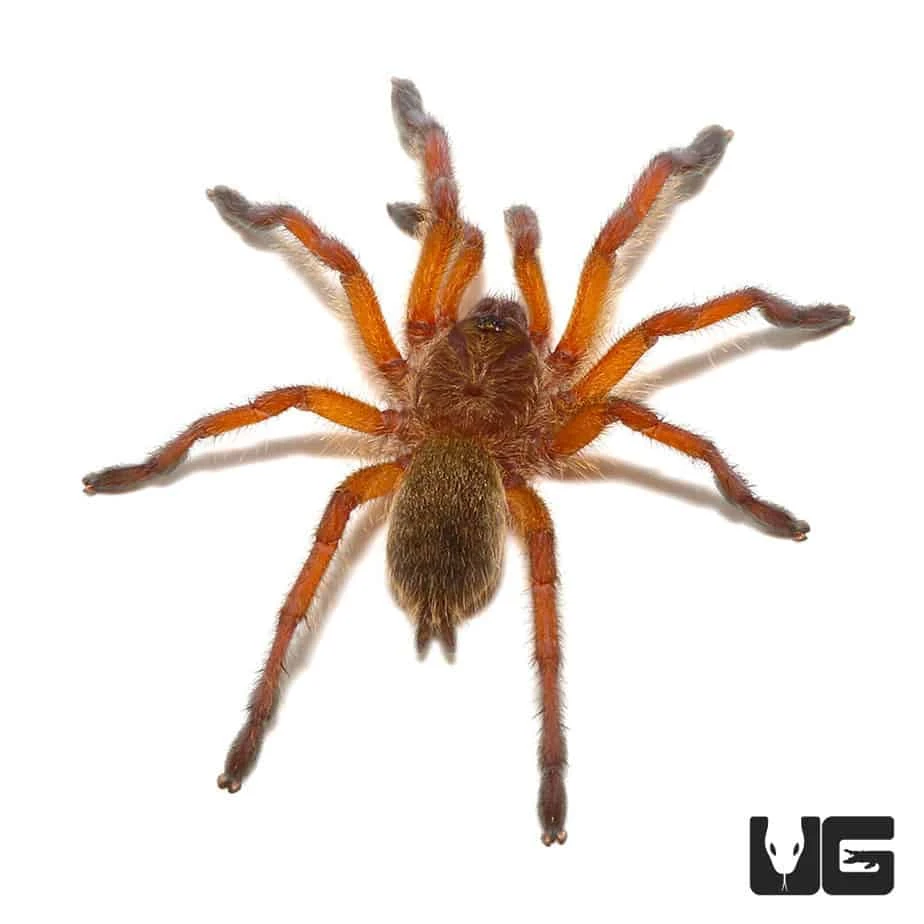 Golden Blue Leg Baboon Tarantula (.5 – .75”) - Image 2