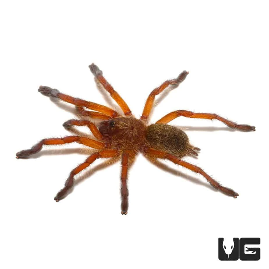 Golden Blue Leg Baboon Tarantula (.5 – .75”) - Image 3