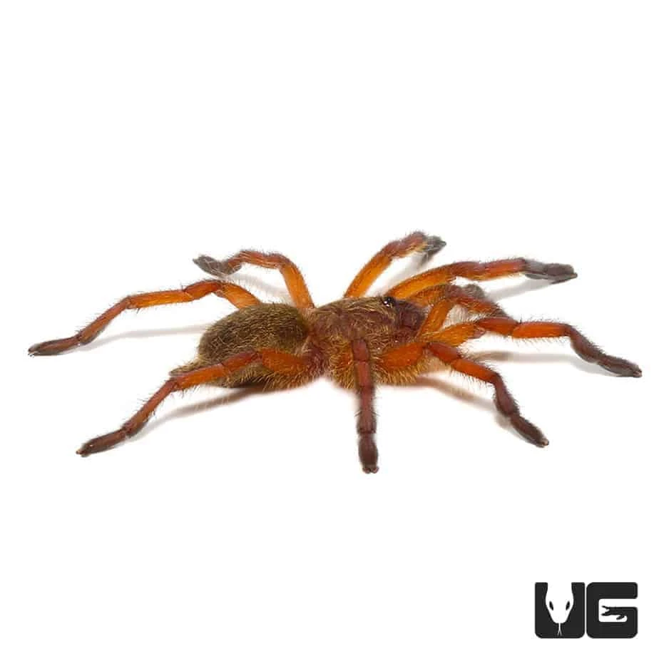 Golden Blue Leg Baboon Tarantula (.5 – .75”) - Image 4