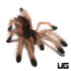 C.B. Goliath Pinktoe Tarantula (.75 – 1.25”)