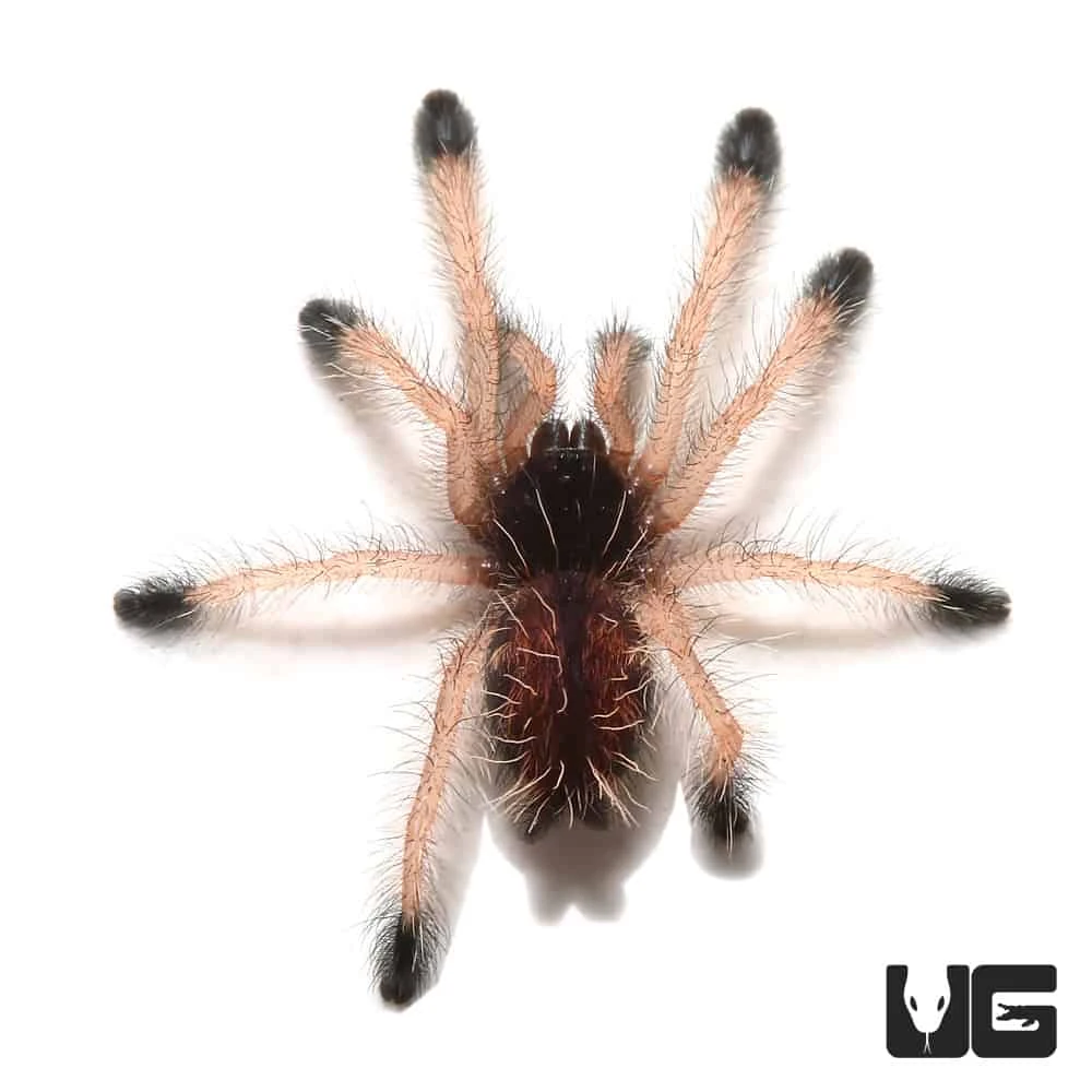 C.B. Goliath Pinktoe Tarantula (.75 β 1.25β) - Image 2