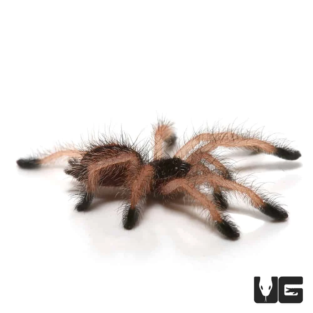 C.B. Goliath Pinktoe Tarantula (.75 β 1.25β) - Image 3