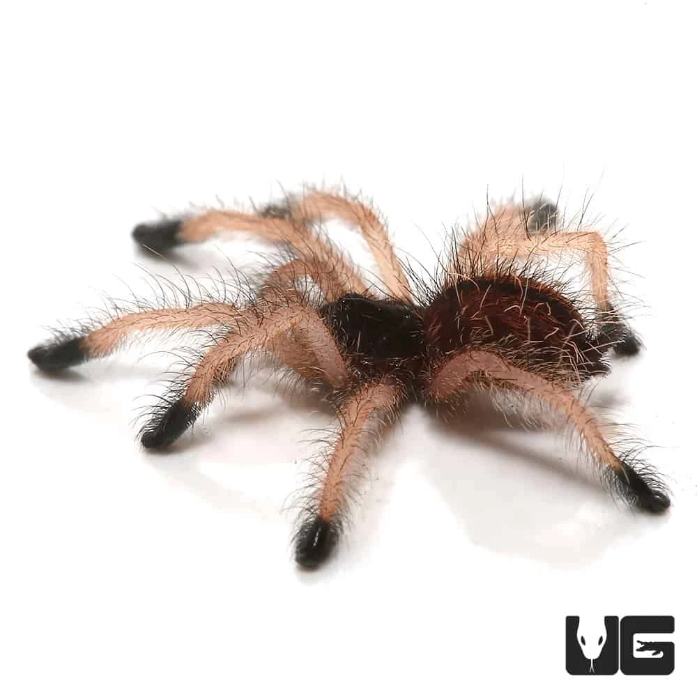 C.B. Goliath Pinktoe Tarantula (.75 β 1.25β) - Image 4