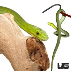 Baby Eastern Green Mamba