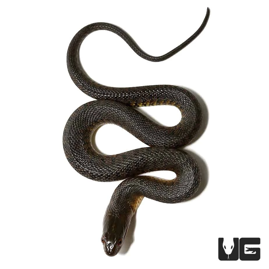 Baby Green Water Snake - Image 2